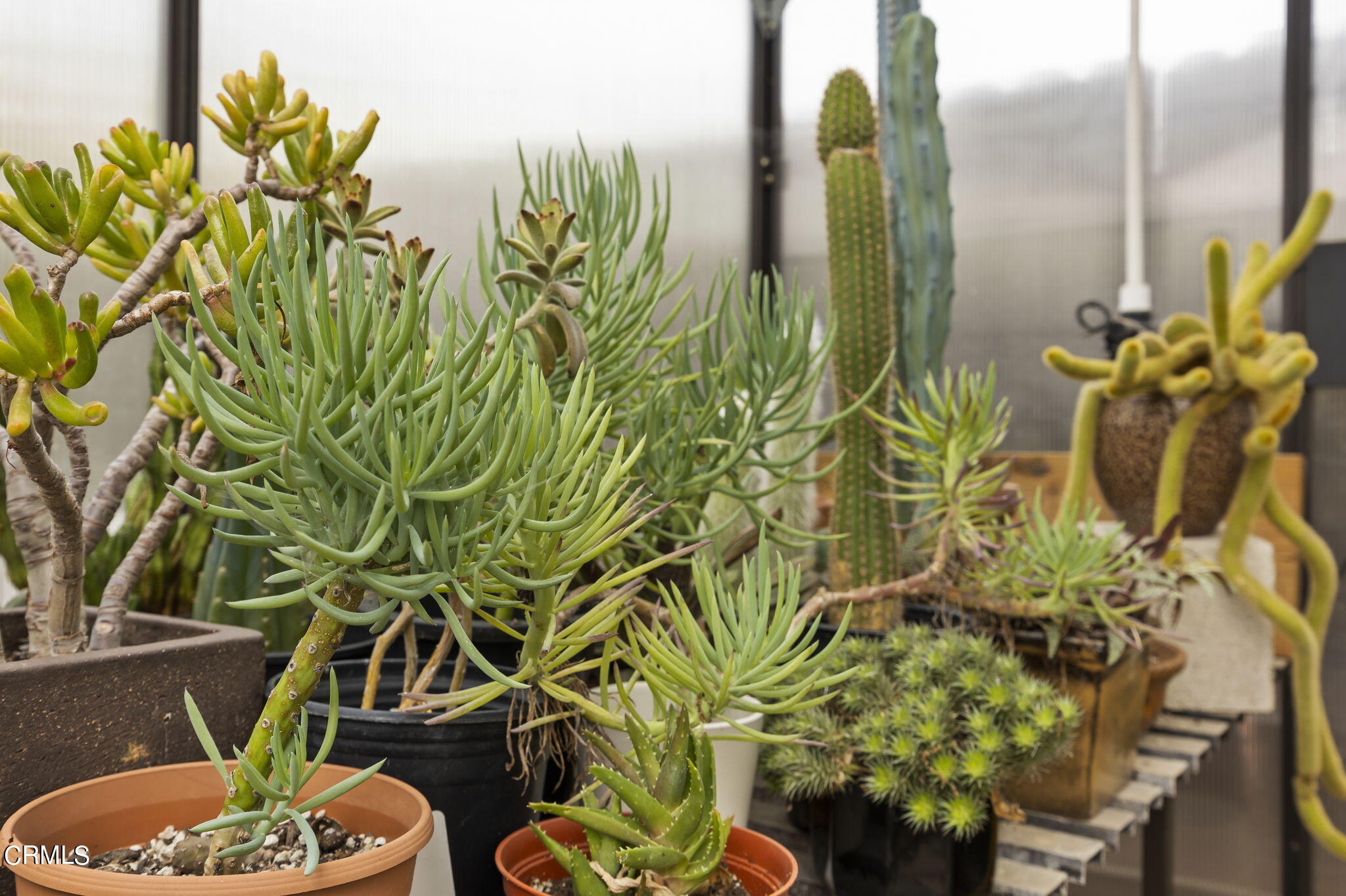 1402 Meadowbrook Road Ojai, CA 93023 - Photo 15 of 31 a close up of a plant in a pot