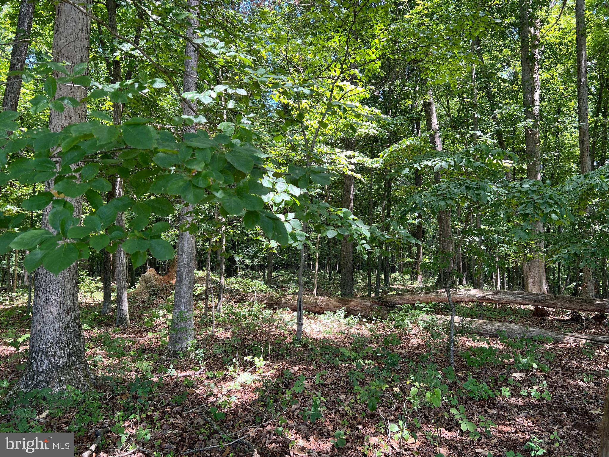 Lot 46 Whisper Hill Road Culpeper, VA 22701 - Photo 12 of 20