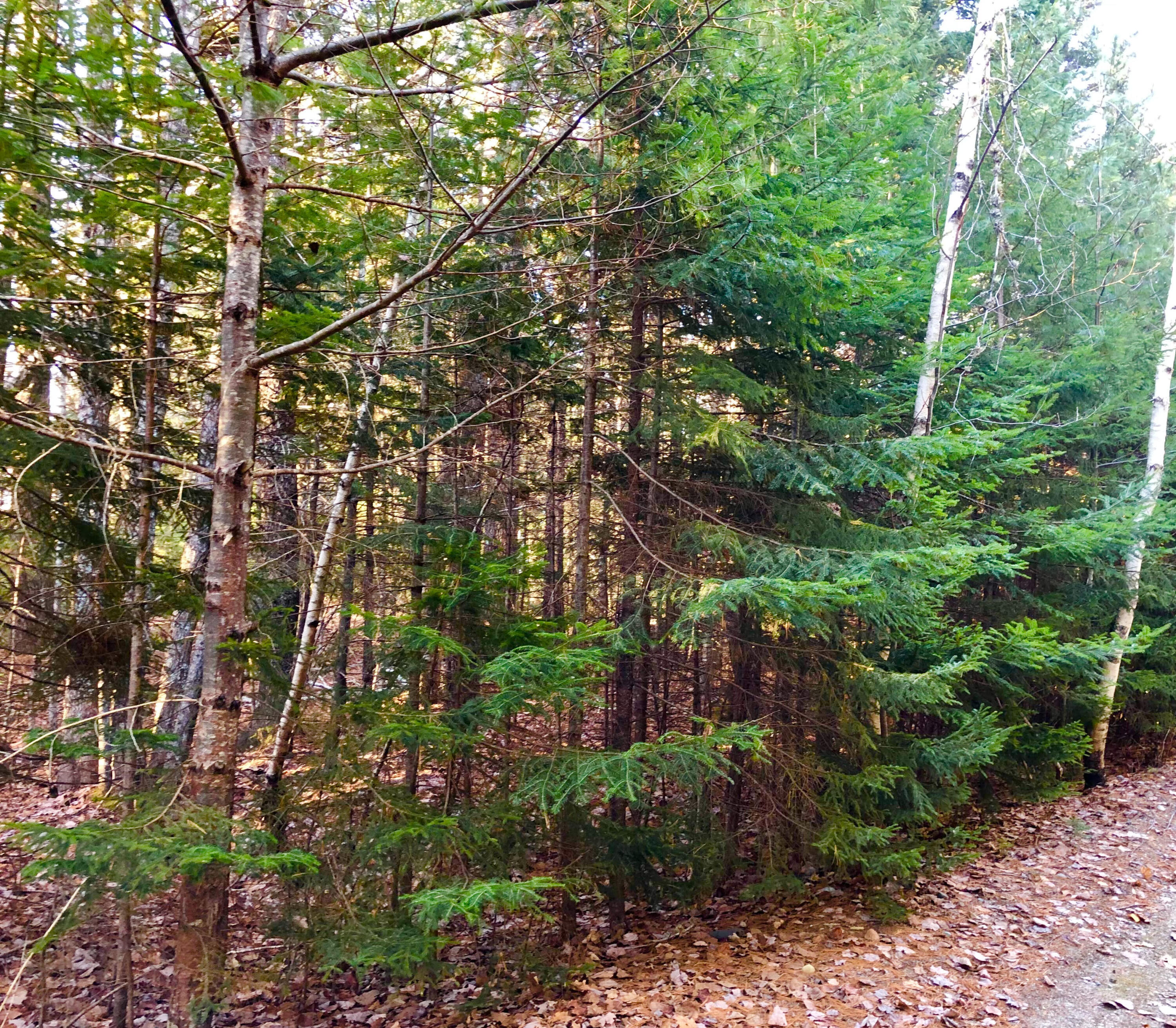 79 Mill Road Lamoine, ME 04605 - Photo 6 of 25 Trees along the driveway