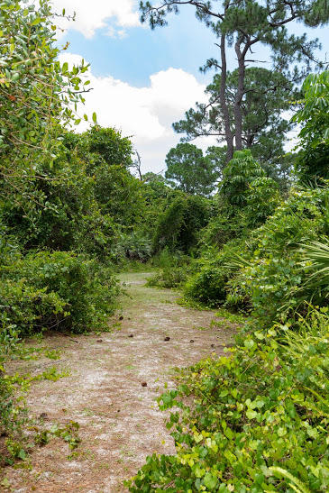 7169 Southeast Rivers Edge Street Jupiter, FL 33458 - Photo 34 of 39 a view of a yard with plants and a tree