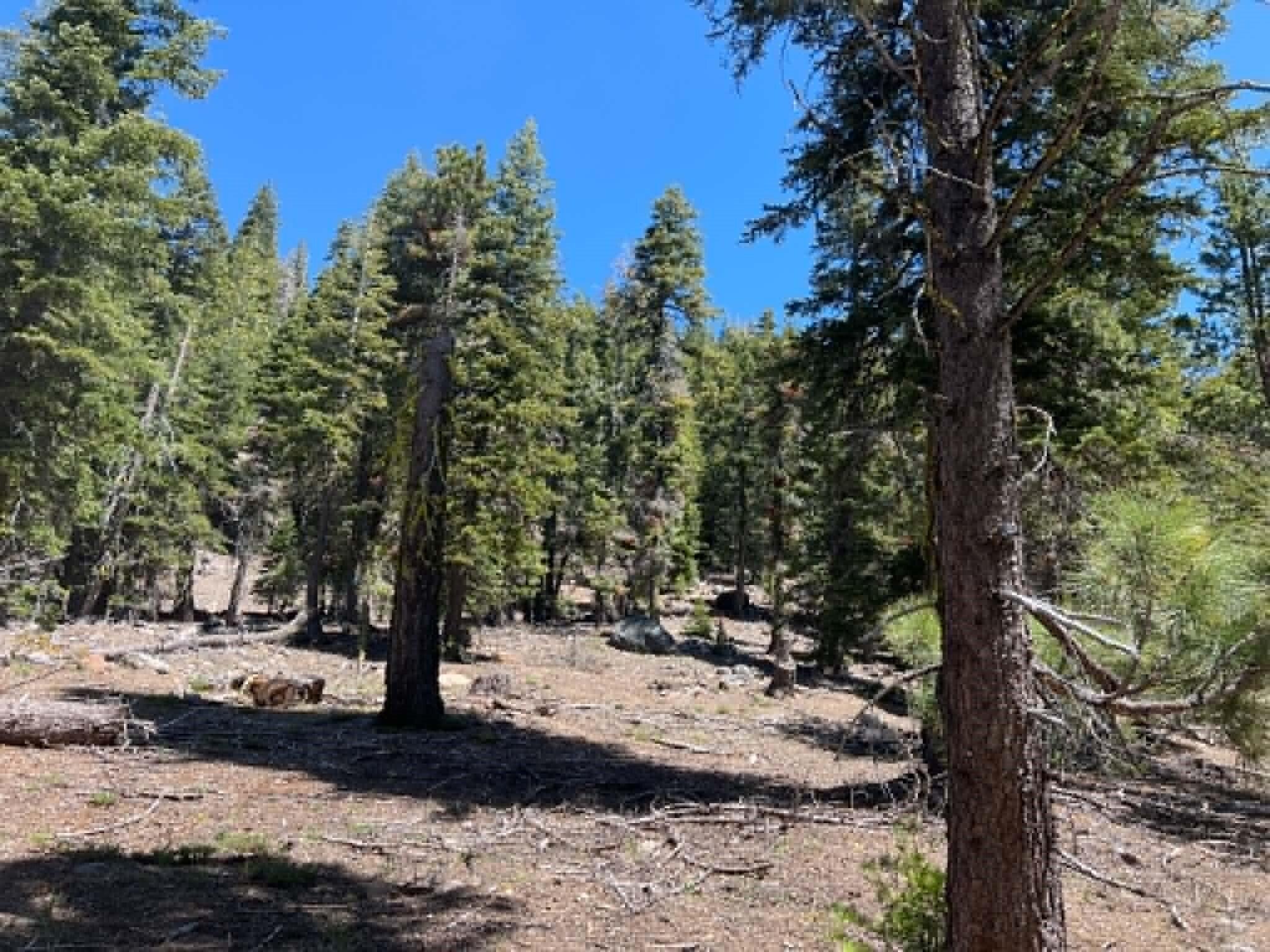 0 Logging Road Shingletown, CA 96088 - Photo 11 of 32 a view of outdoor space with trees
