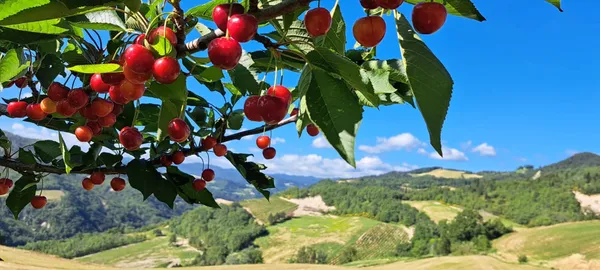 $5,200,000 | 25 Via Modiglianese 25–27–29 Ex, Almont, CO 81210