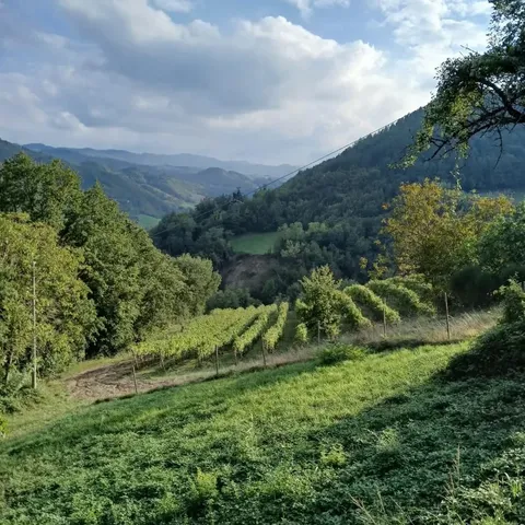 a view of outdoor space and yard