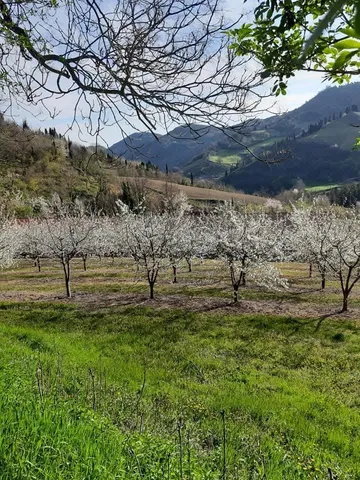 a view of a yard with an outdoor space