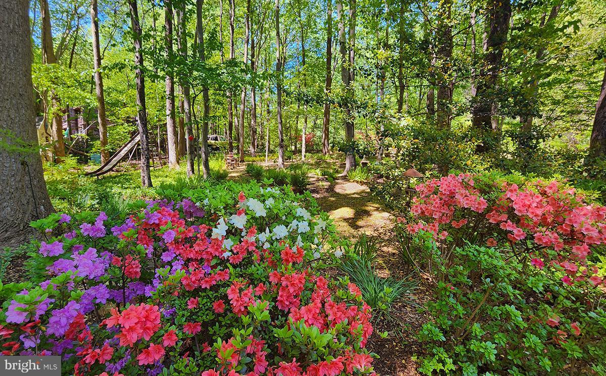 213 King James Road Upper Marlboro, MD 20774 - Photo 33 of 41 Azaleas in full bloom!