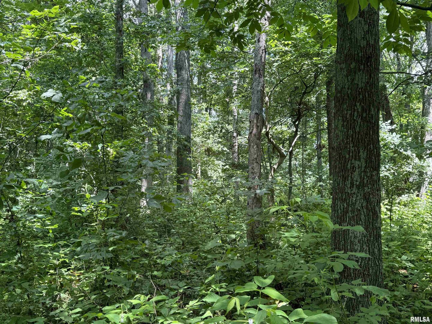 0 1325 North County Road Cisne, IL 62823 - Photo 20 of 28 a view of a lush green forest