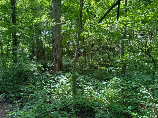 a view of a lush green forest