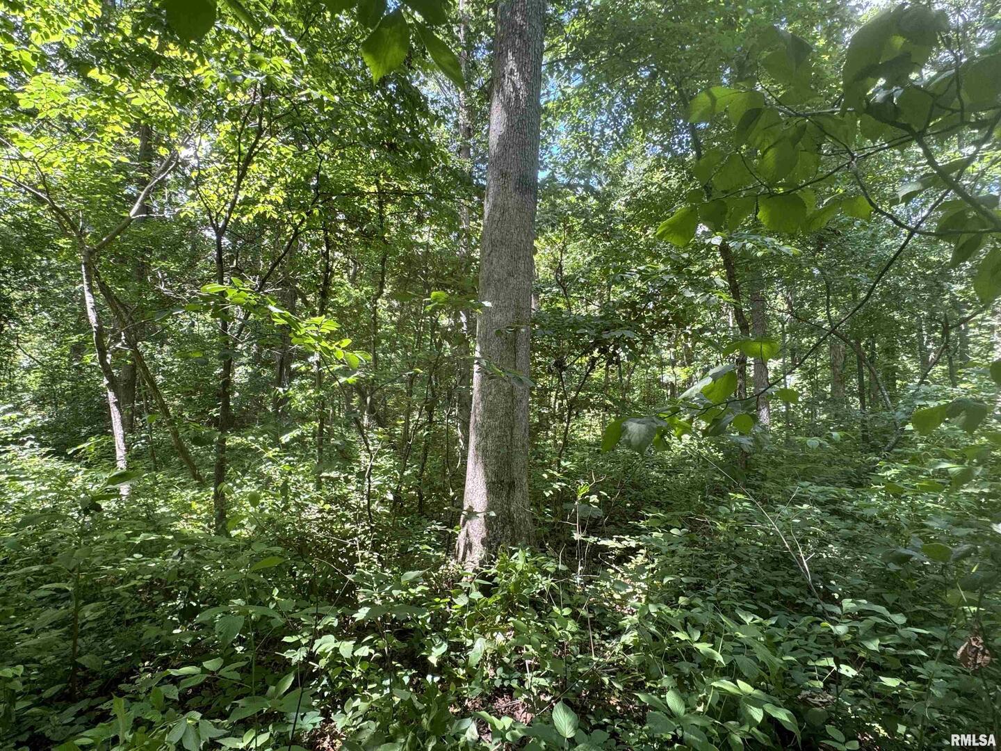 0 1325 North County Road Cisne, IL 62823 - Photo 24 of 28 a close up of a tree