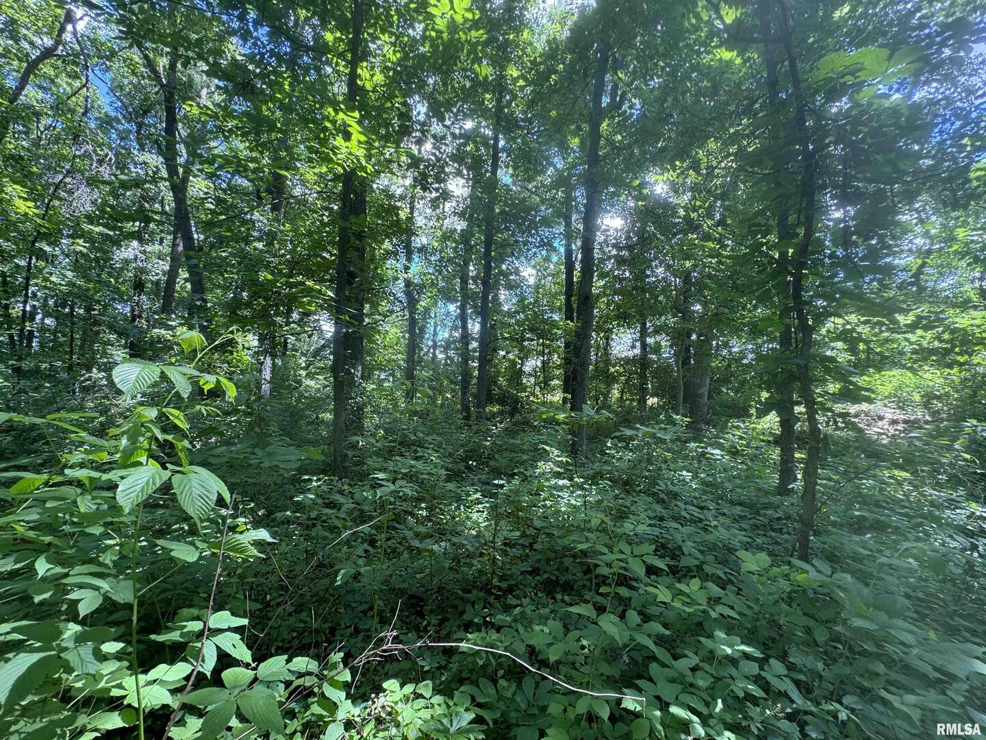 0 1325 North County Road Cisne, IL 62823 - Photo 25 of 28 a view of a lush green forest