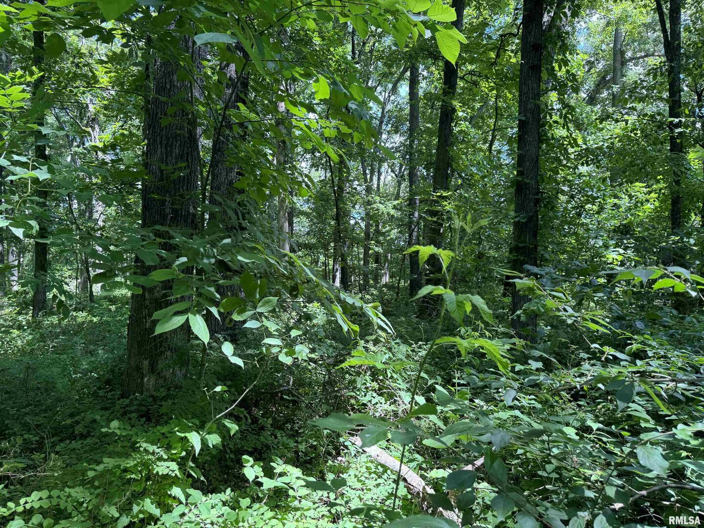 0 1325 North County Road Cisne, IL 62823 - Photo 27 of 28 a view of a garden