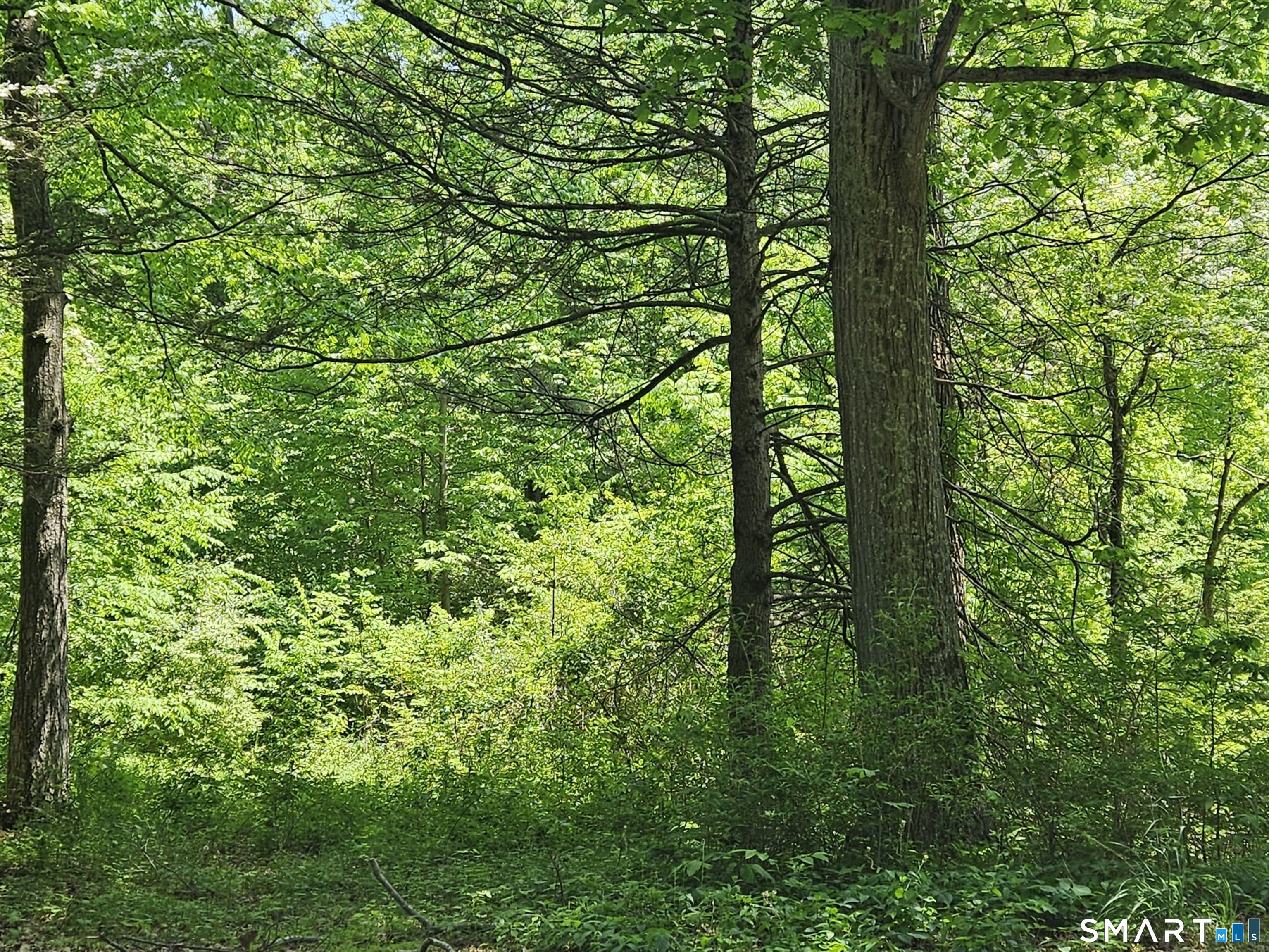 70 Hiram Hill Road Monroe, CT 06468 - Photo 3 of 12 a view of a lush green forest
