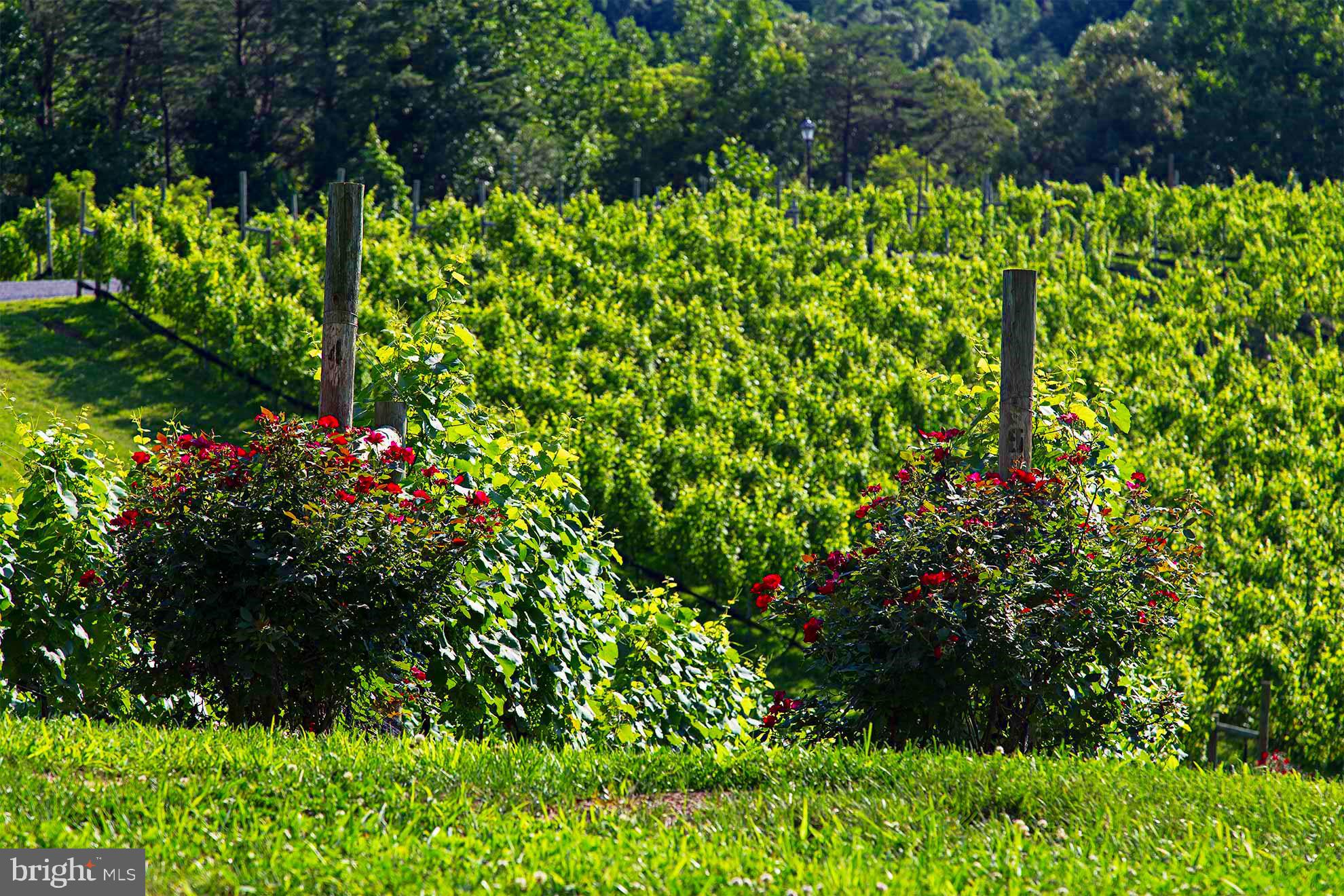 52 Brent Point Road Stafford, VA 22554 - Photo 20 of 22 Enjoy Potomac Winery