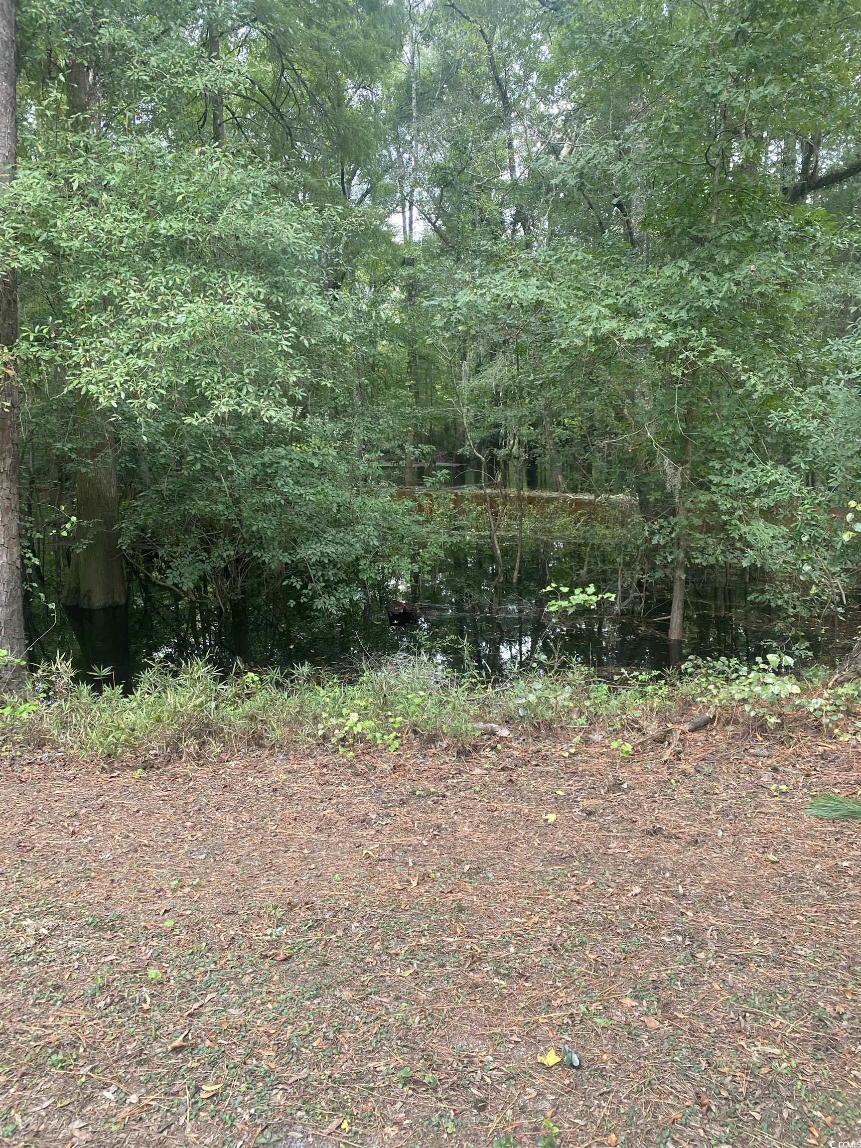708 Grices Ferry Mullins, SC 29574 - Photo 7 of 13 View of nature