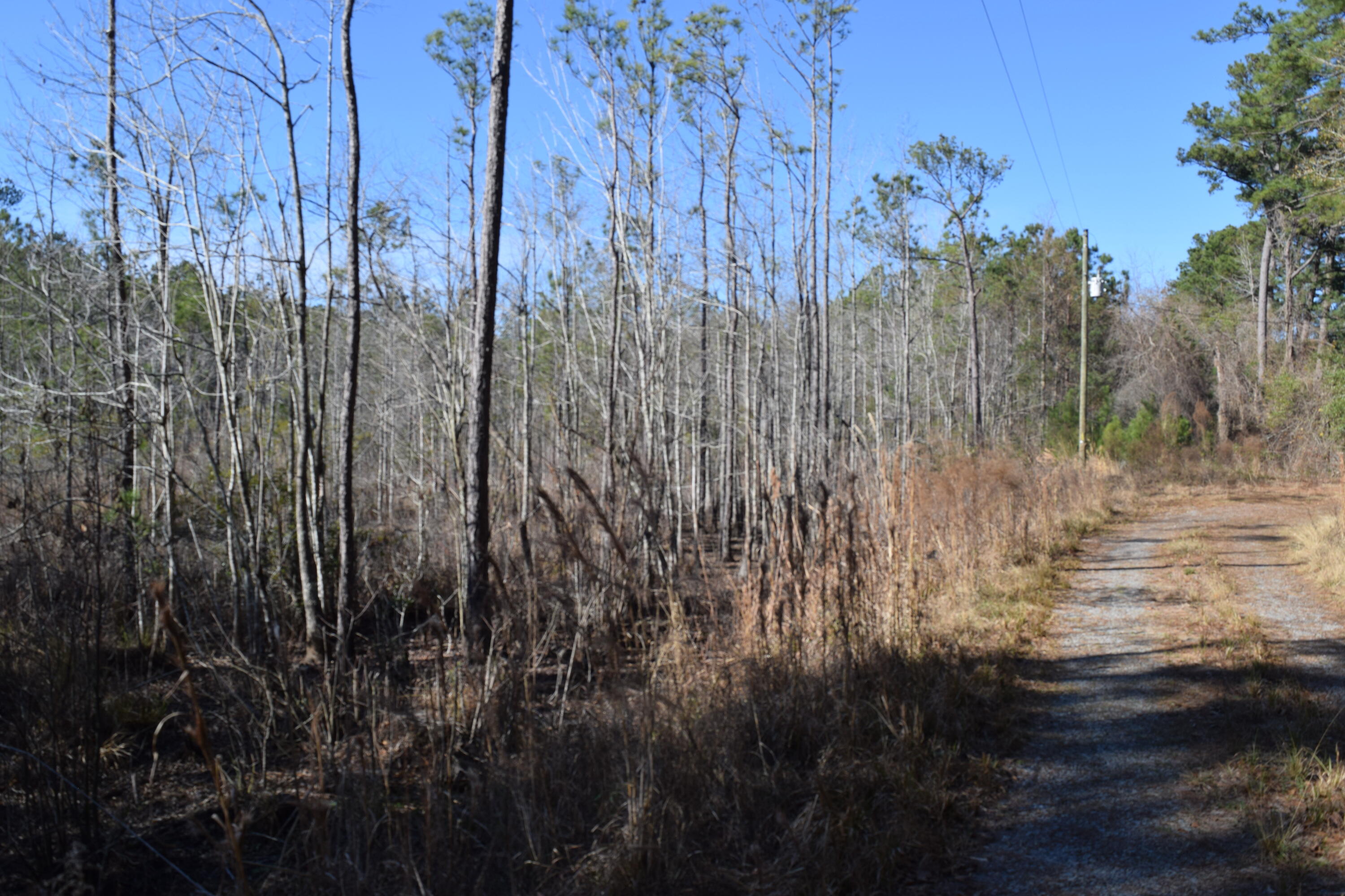 0 Black Tom Road Summerville, SC 29486 - Photo 4 of 6 DSC_0380
