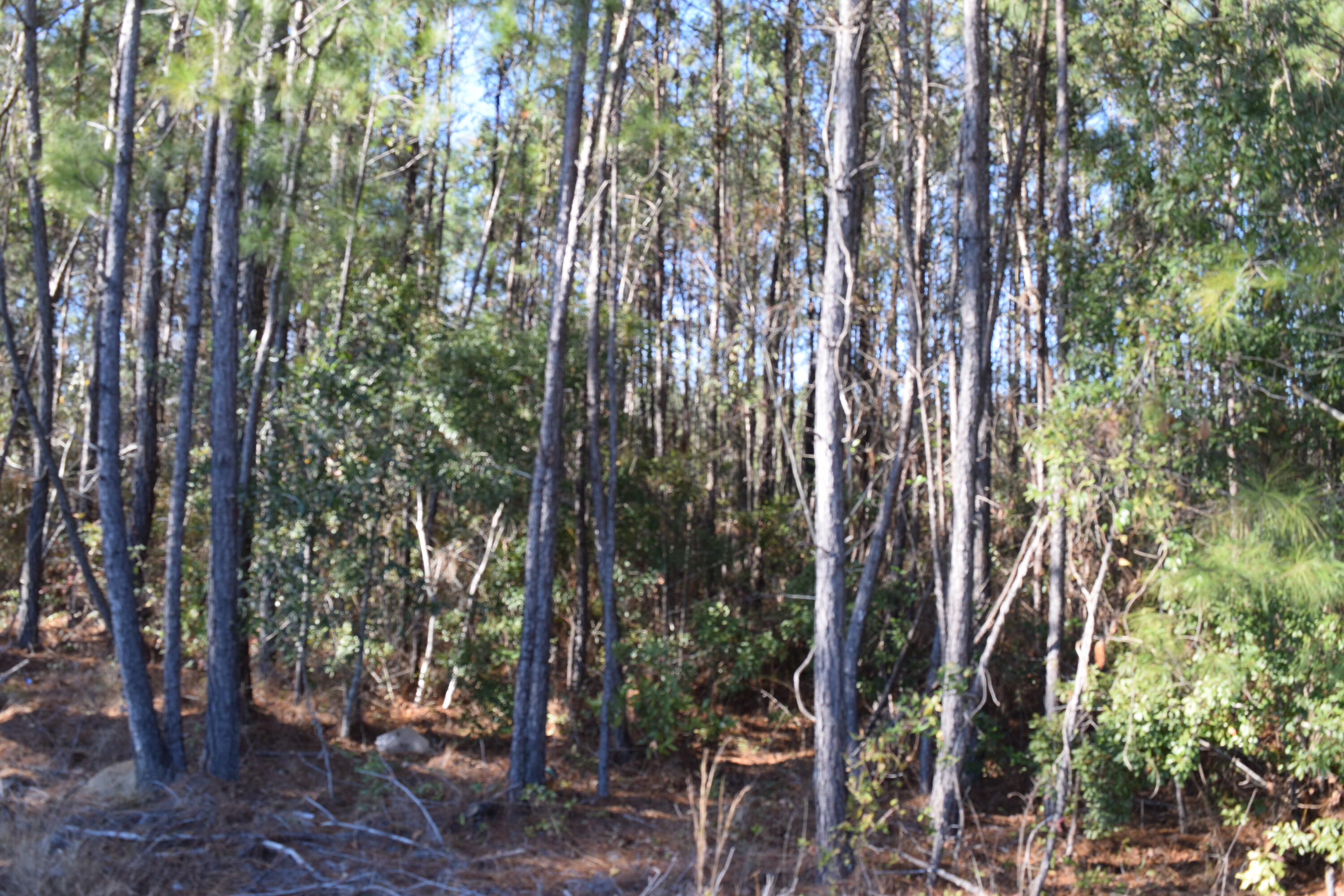 0 Black Tom Road Summerville, SC 29486 - Photo 5 of 6 DSC_0381