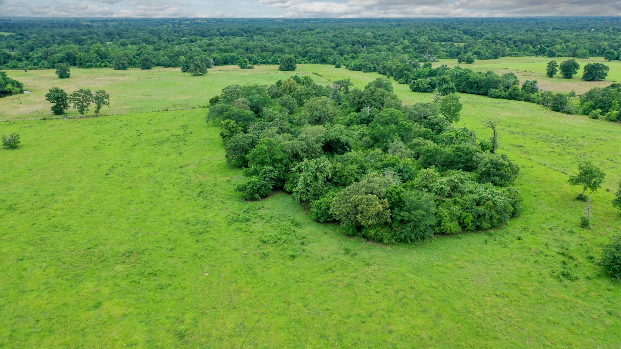 0 Pleasant Grove Road Iola, TX 77861 - Photo 18 of 18 a view of a lush green space