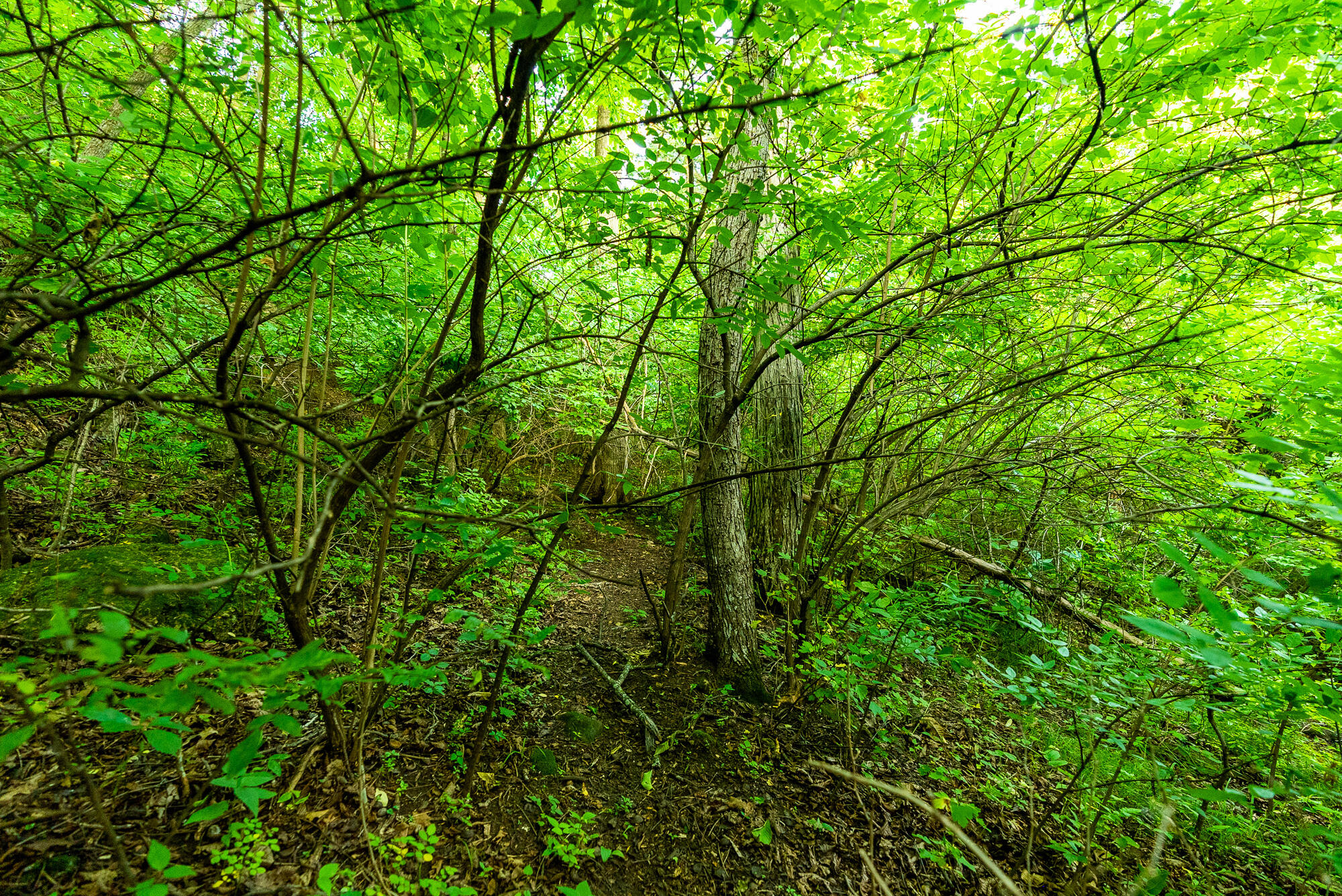 Lt0 Smyth Hollow Road Hillpoint, WI 53937 - Photo 28 of 45 Richland-County-WI-61-Acres-Land-For-Sal
