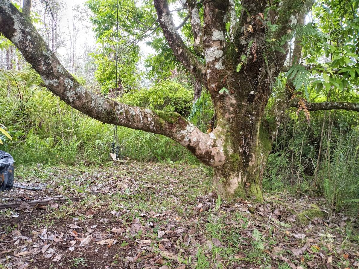 16-1404 Hopue Road Mountain View, HI 96771 - Photo 23 of 28 a view of a yard with plants and a large tree