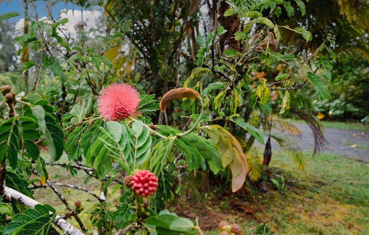 16-1404 Hopue Road Mountain View, HI 96771 - Photo 27 of 28 a view of a flower in a garden