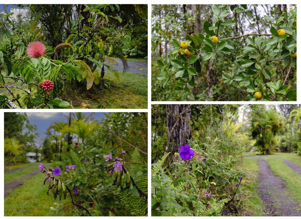 16-1404 Hopue Road Mountain View, HI 96771 - Photo 28 of 28