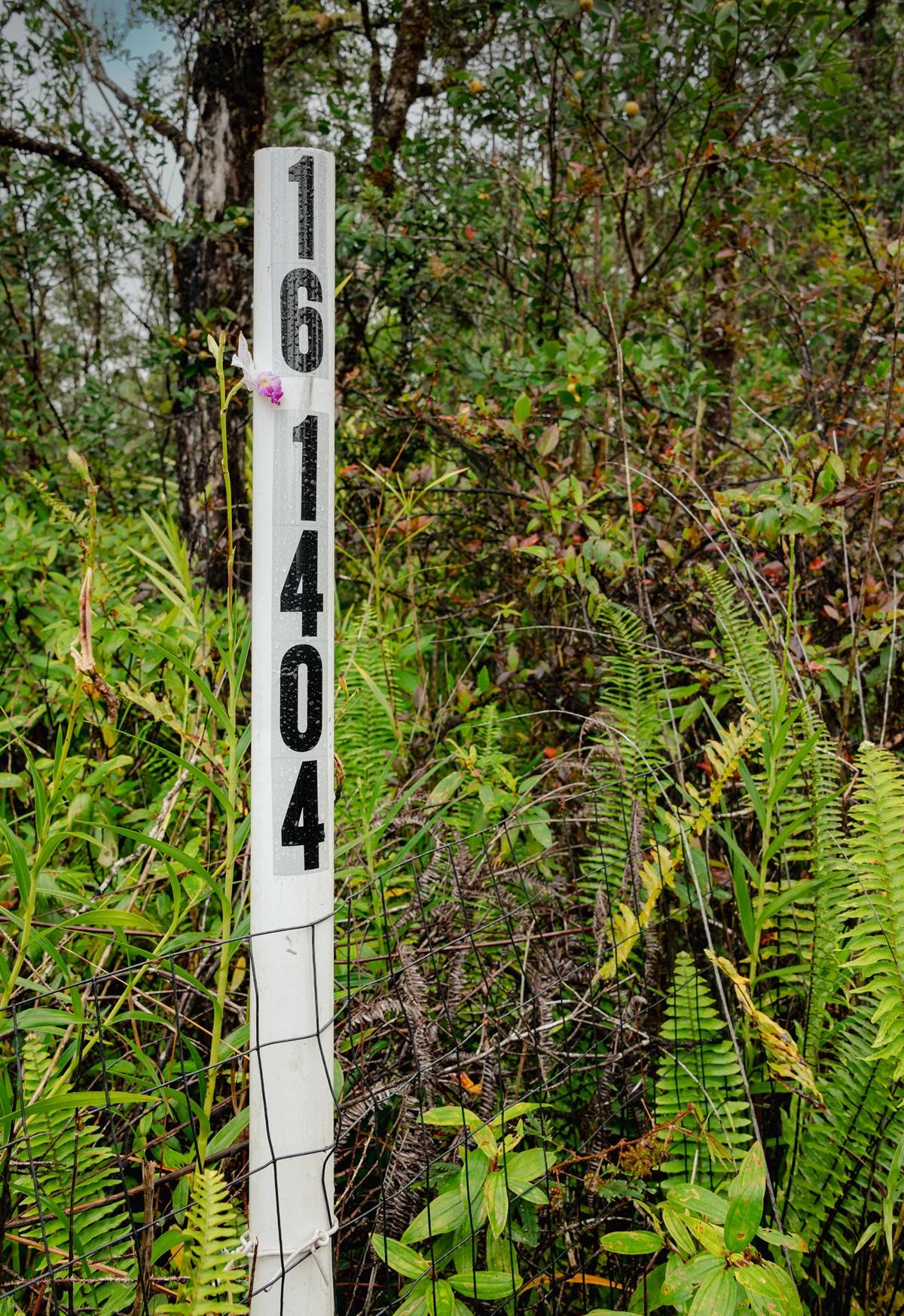16-1404 Hopue Road Mountain View, HI 96771 - Photo 3 of 28 a sign that is sitting in front of a tree