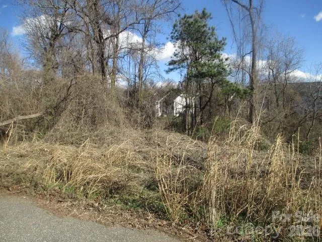 a view of a yard with plants and large trees