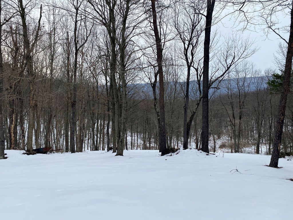 17654 Upper Ridge Road James Creek, PA 16657 - Photo 26 of 31 Wooded serenity