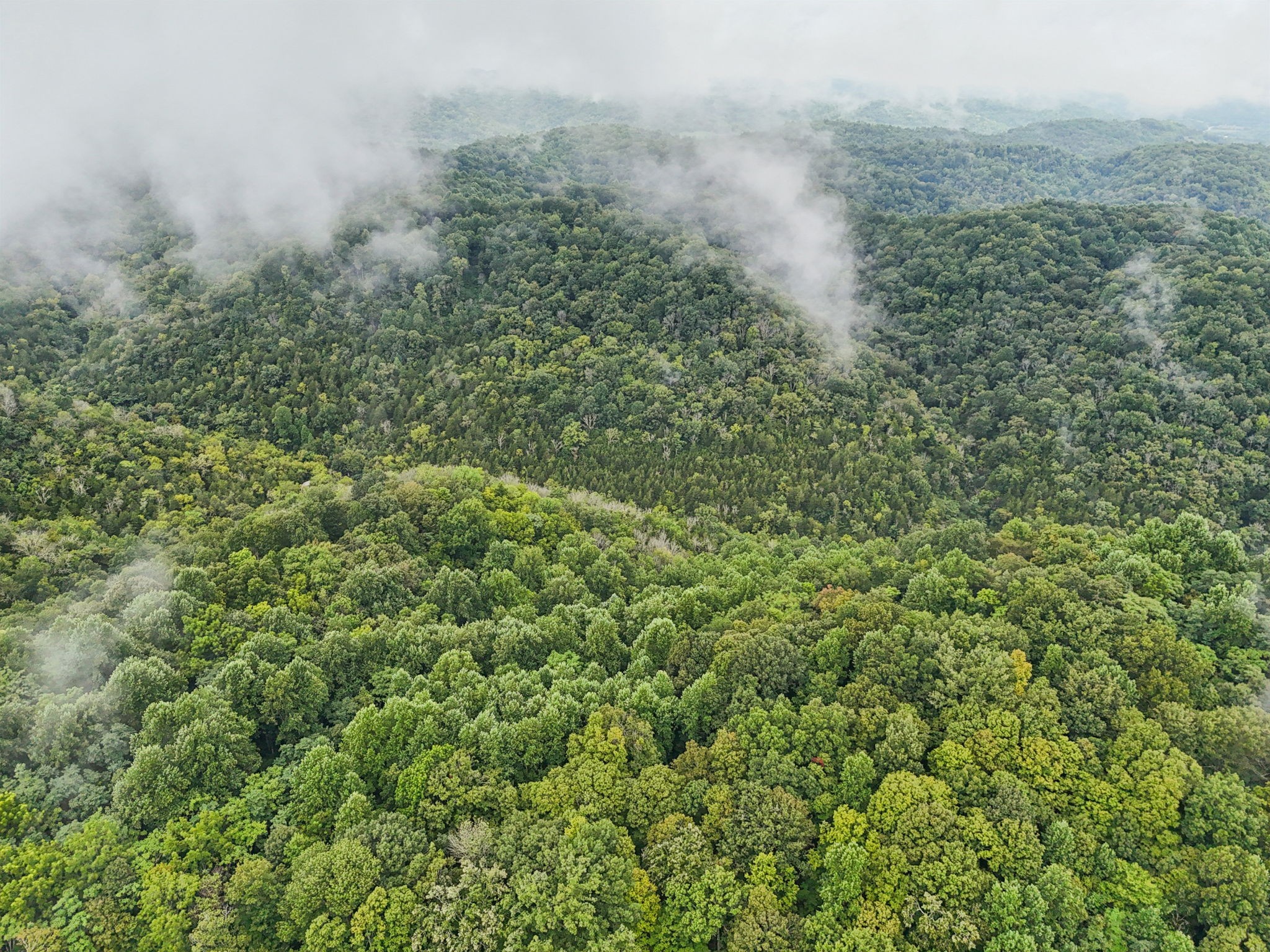 0 Turkey Branch Road Liberty, TN 37095 - Photo 12 of 31 a view of a forest with an trees