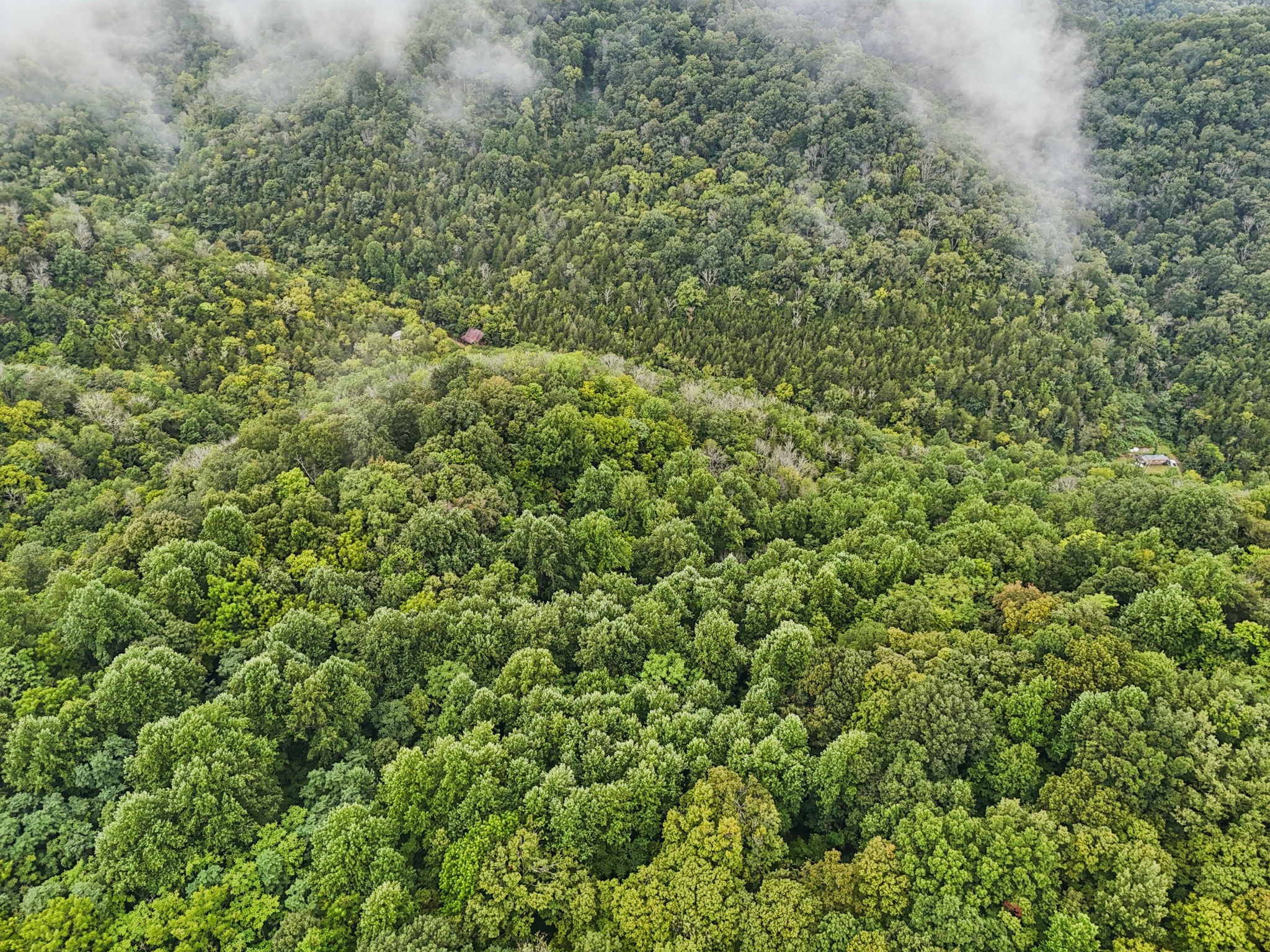 0 Turkey Branch Road Liberty, TN 37095 - Photo 13 of 31 a view of a large yard with lots of green space