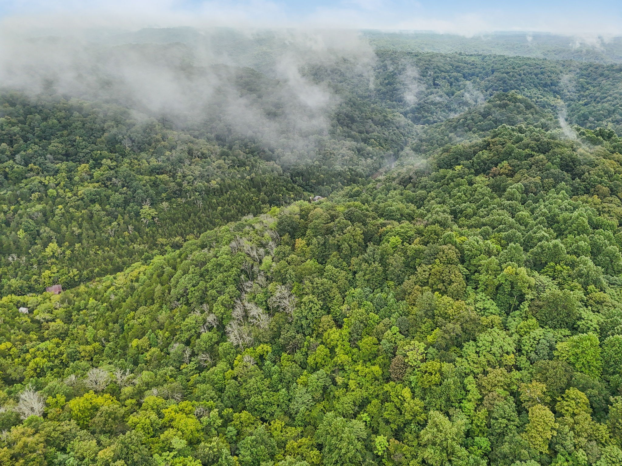 0 Turkey Branch Road Liberty, TN 37095 - Photo 16 of 31 a view of a field of grass and trees