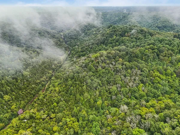 a view of a lush green forest with a lush green forest