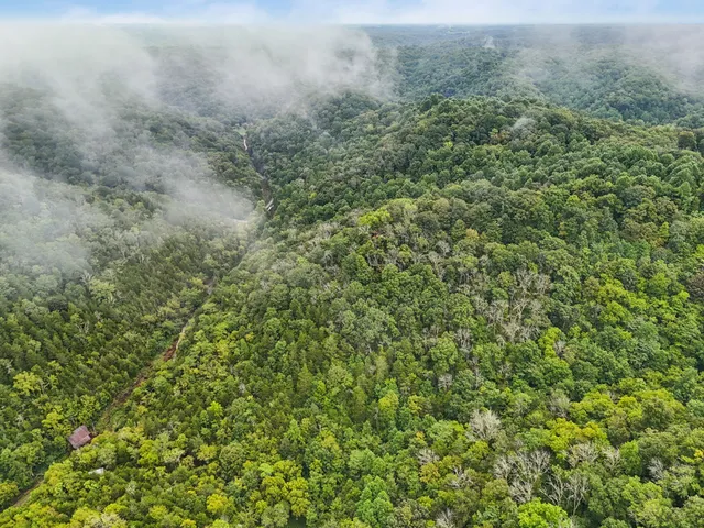 a view of a lush green forest with a lush green forest
