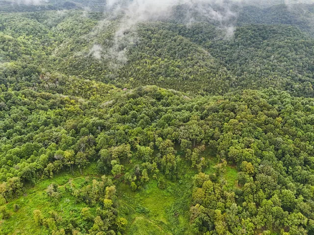a view of a field of grass and trees