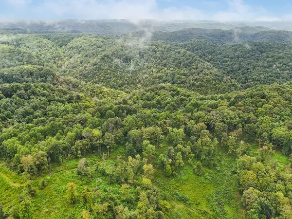 a view of a lush green forest with trees and some houses