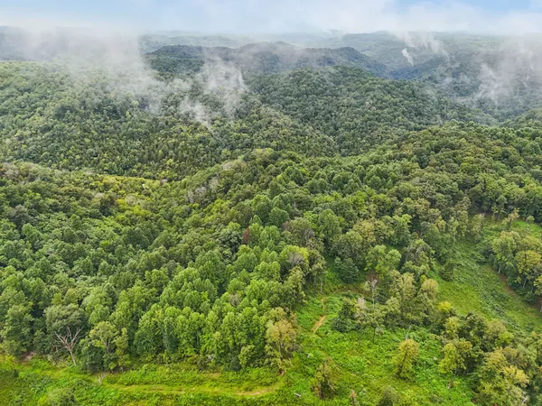 a view of a bunch of trees and bushes