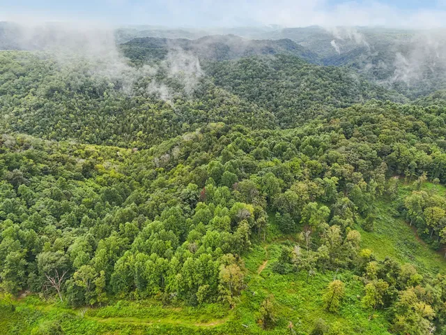 a view of a bunch of trees and bushes