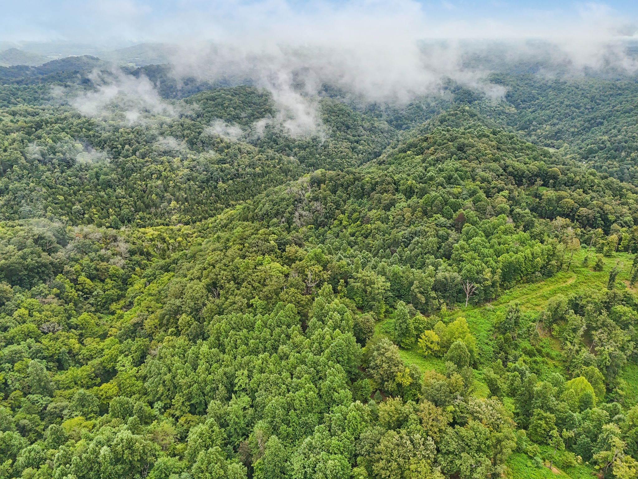 0 Turkey Branch Road Liberty, TN 37095 - Photo 26 of 31 a view of a bunch of trees and bushes