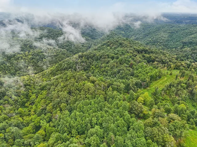 a view of a field of grass and trees