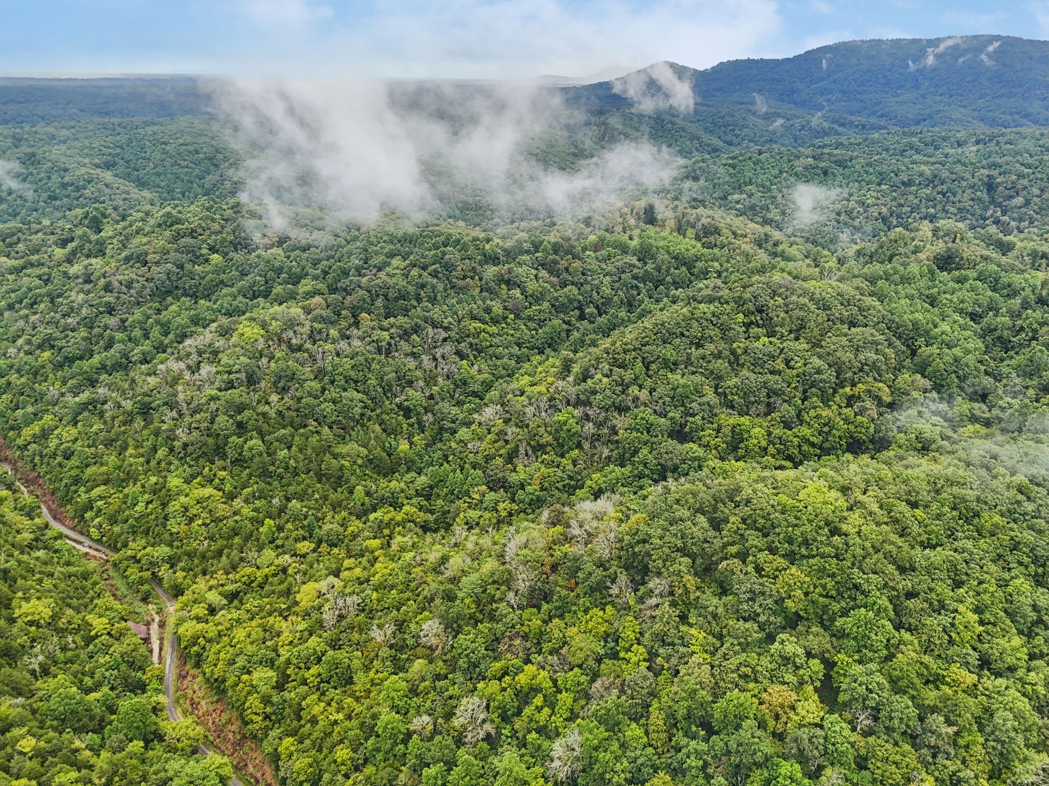 0 Turkey Branch Road Liberty, TN 37095 - Photo 30 of 31 a view of a lush green field with a tree in the background