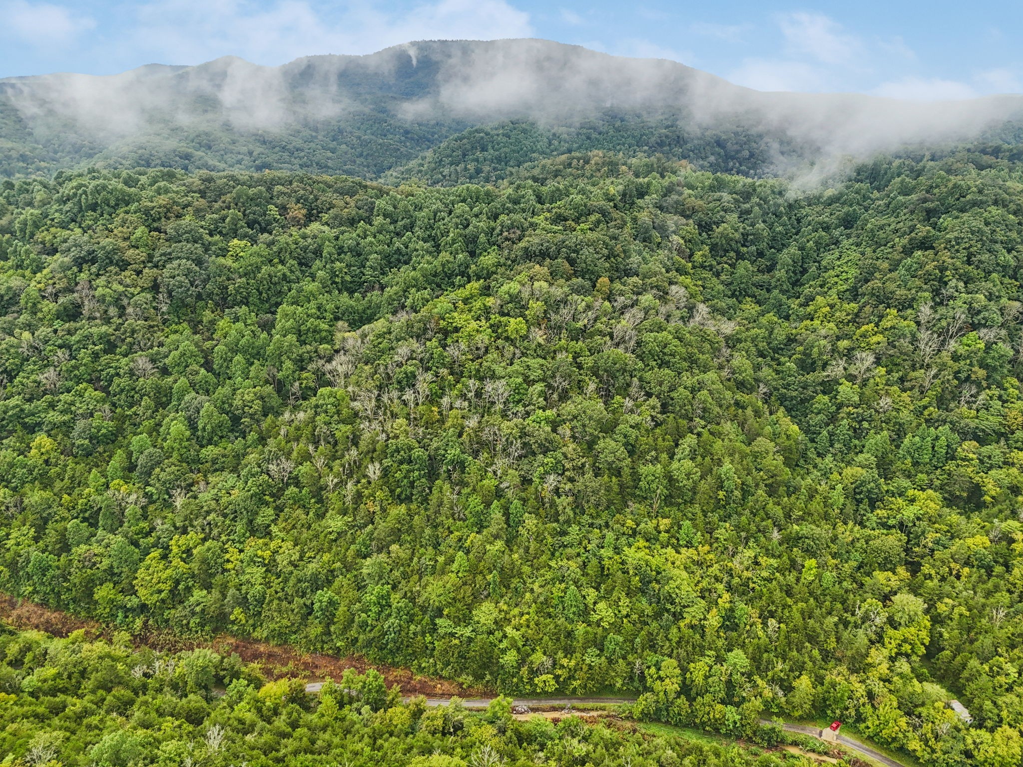 0 Turkey Branch Road Liberty, TN 37095 - Photo 5 of 31 a view of a bunch of trees and bushes