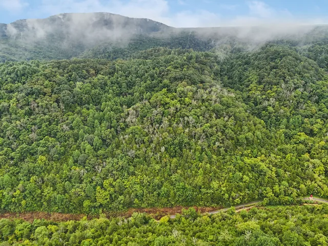 a view of a lush green forest with trees and some houses