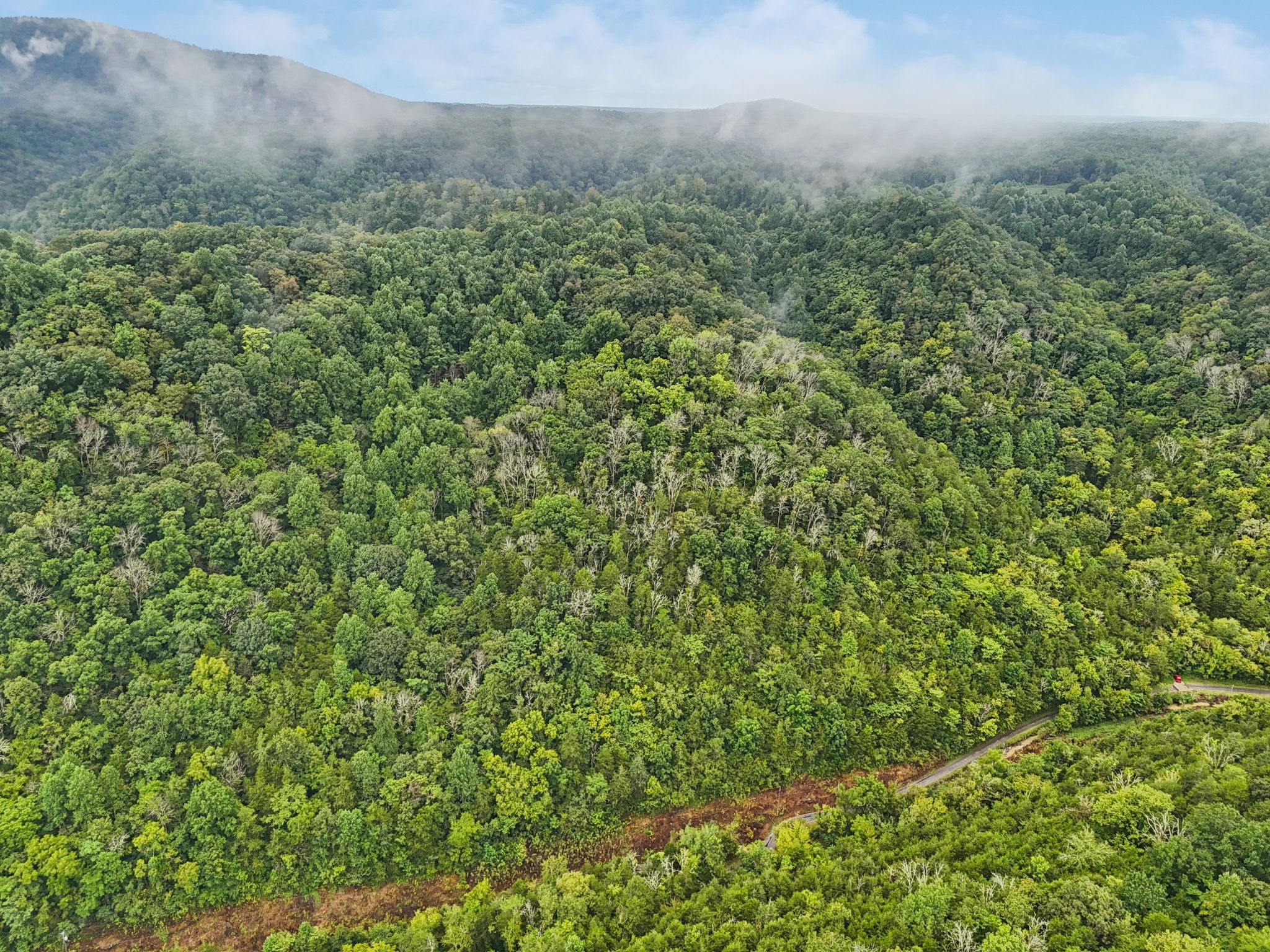 0 Turkey Branch Road Liberty, TN 37095 - Photo 7 of 31 a view of a field of grass with lots of bushes