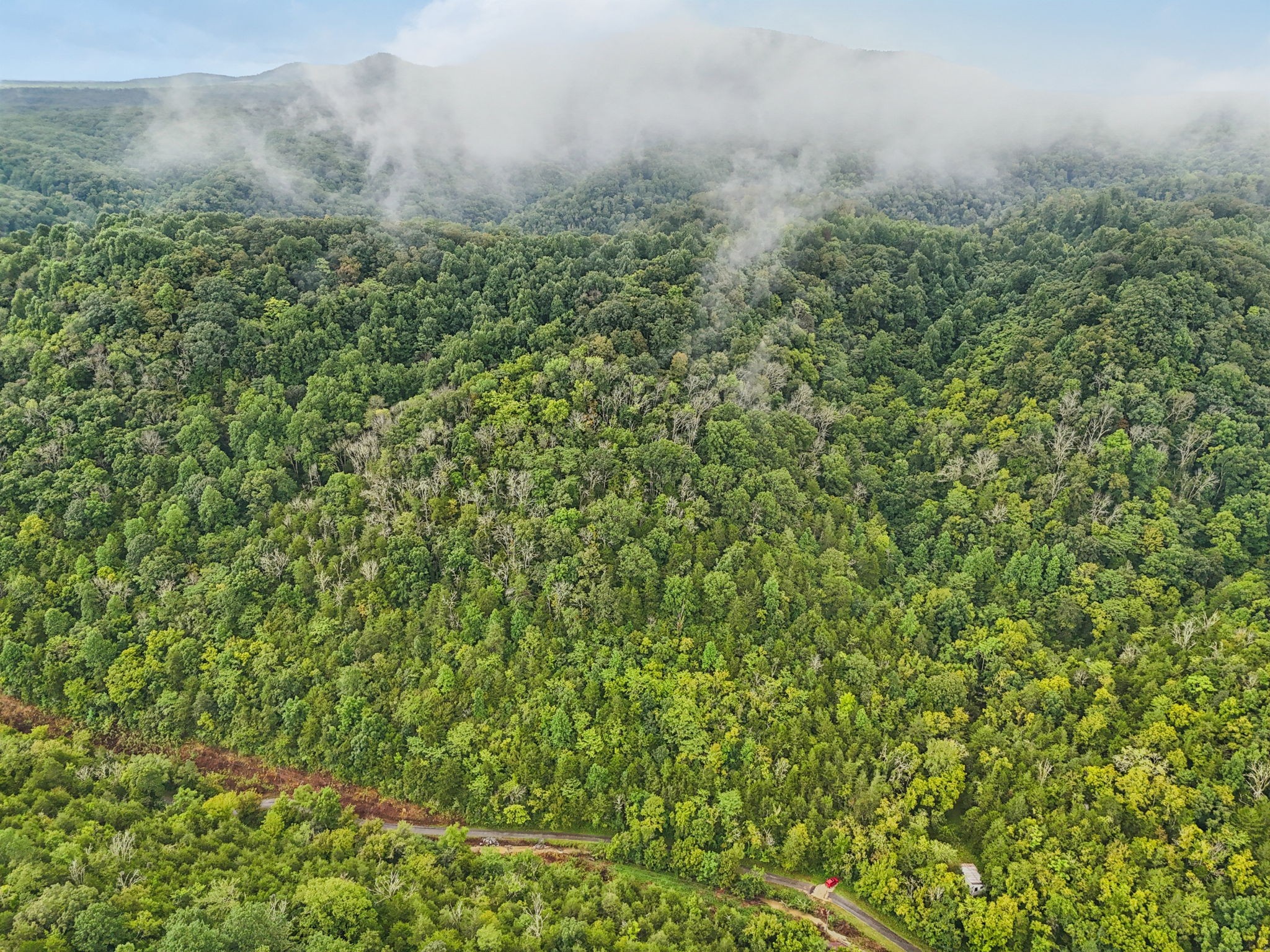 0 Turkey Branch Road Liberty, TN 37095 - Photo 8 of 31 a view of a lush green forest with trees and some houses