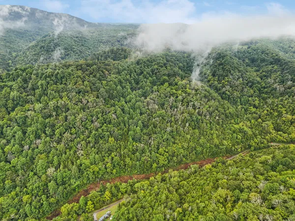 a view of a forest with an trees