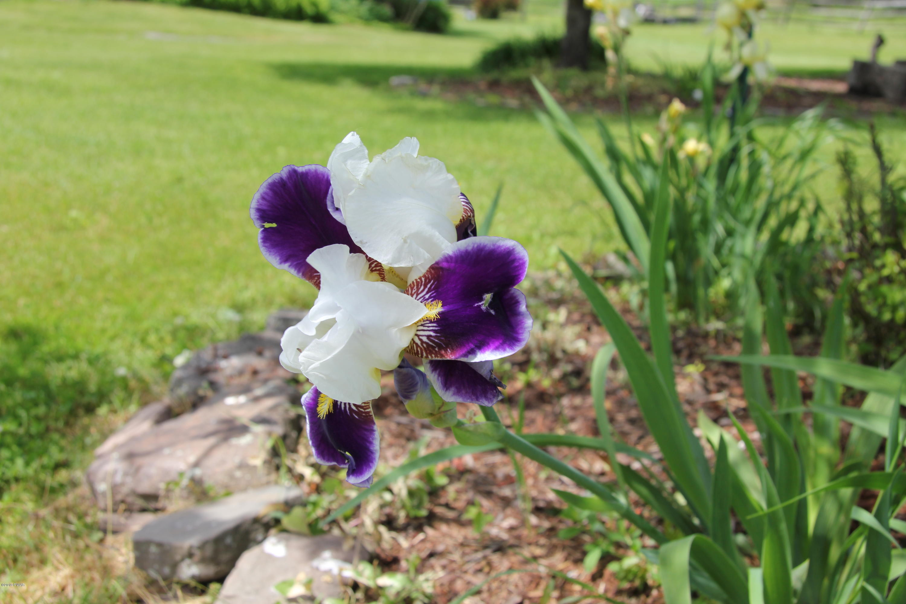 45 Steiner Road Damascus, PA 18415 - Photo 29 of 52 Country iris