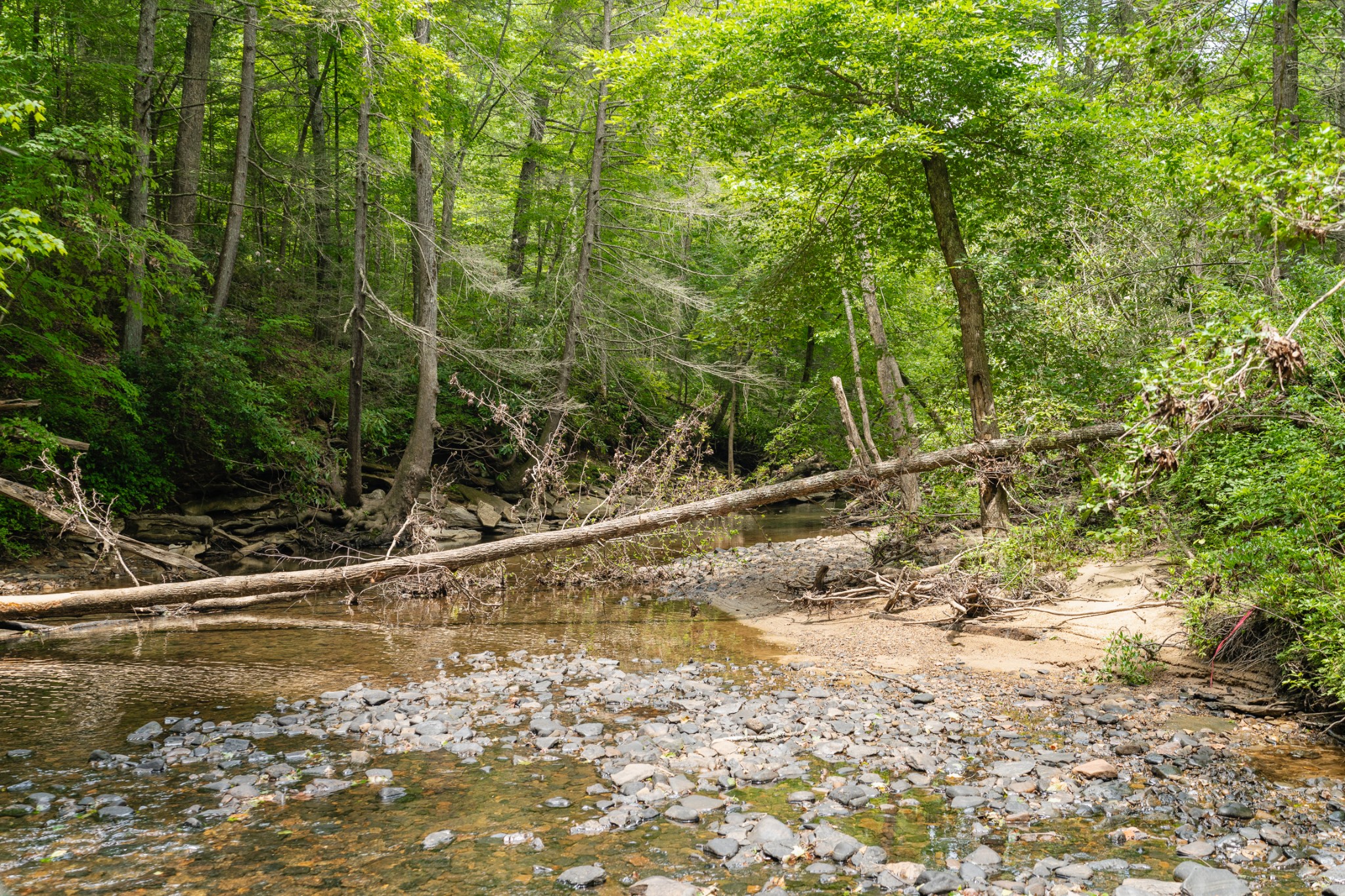0 Steel Tram Ridge Road Monterey, TN 38574 - Photo 2 of 18 a view of a trees and yard