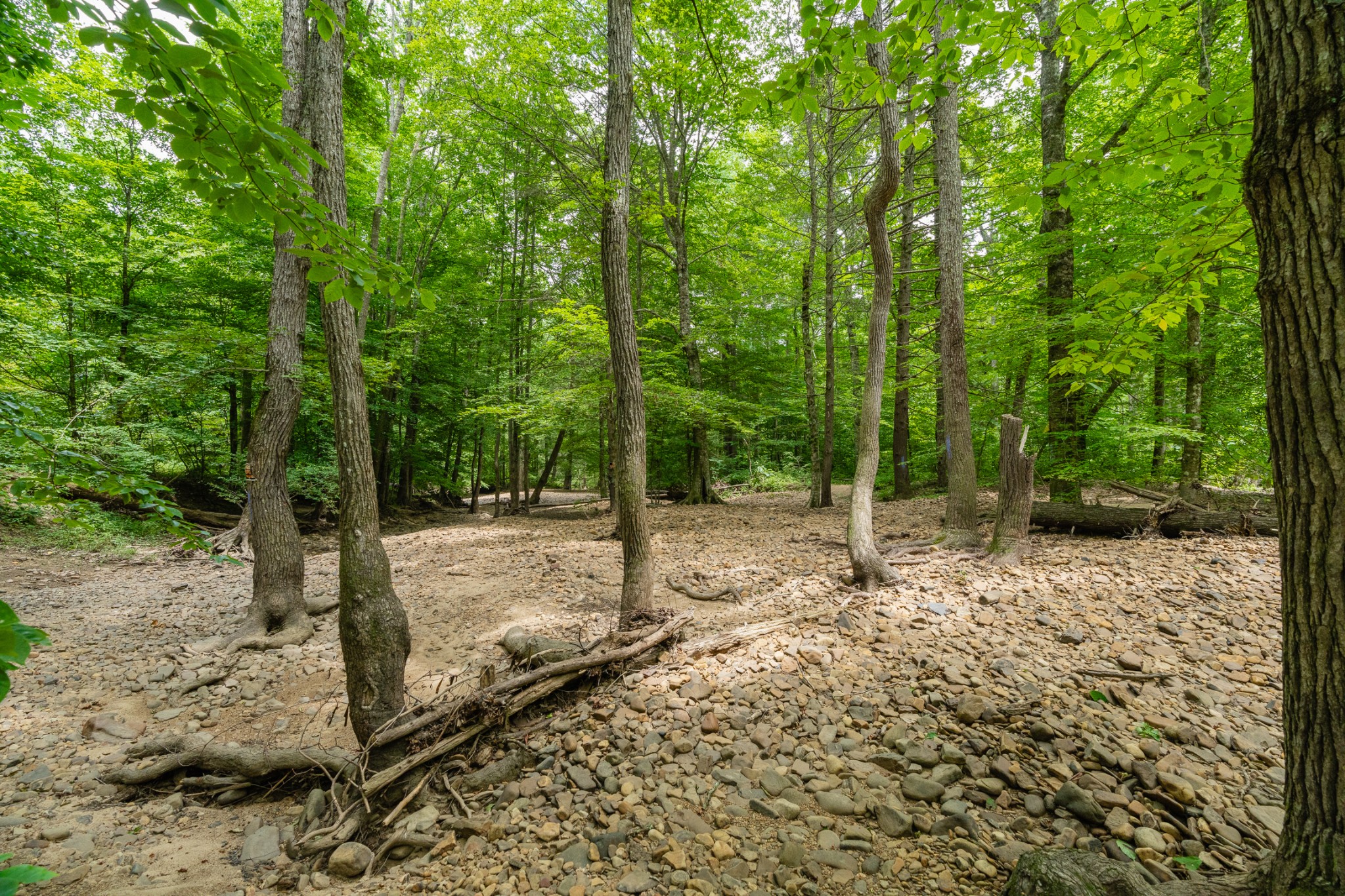 0 Steel Tram Ridge Road Monterey, TN 38574 - Photo 8 of 18 a view of a forest with trees