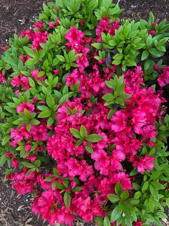 3550 Dobys Bridge Road Fort Mill, SC 29715 - Photo 43 of 48 a view of a flower