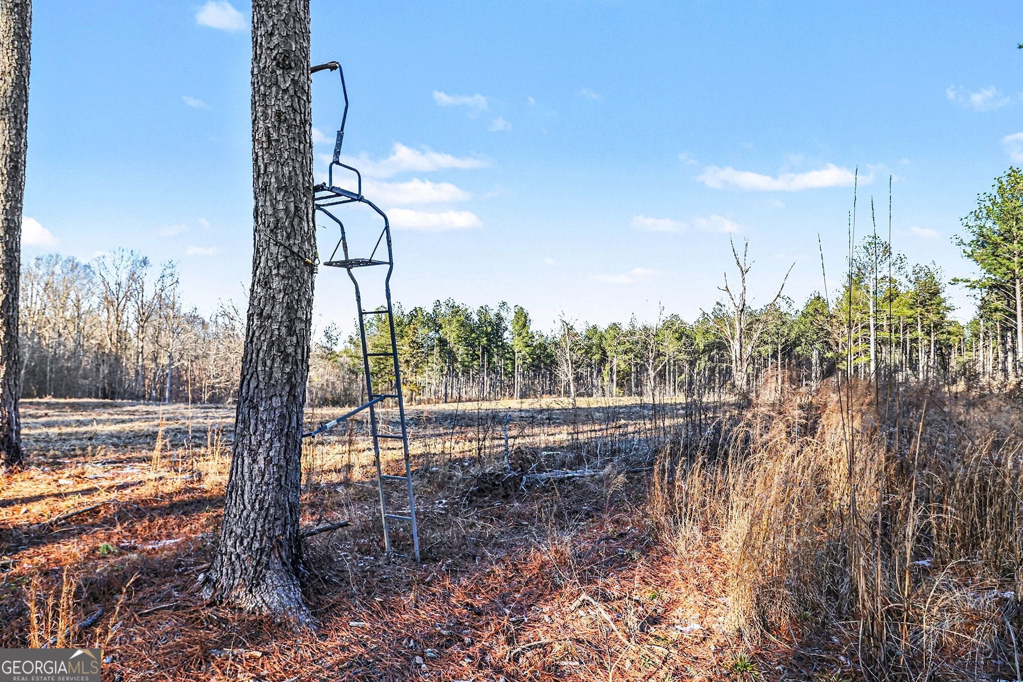 2285 Cherokee Road Comer, GA 30629 - Photo 19 of 61 a view of a yard with plants and trees in the background