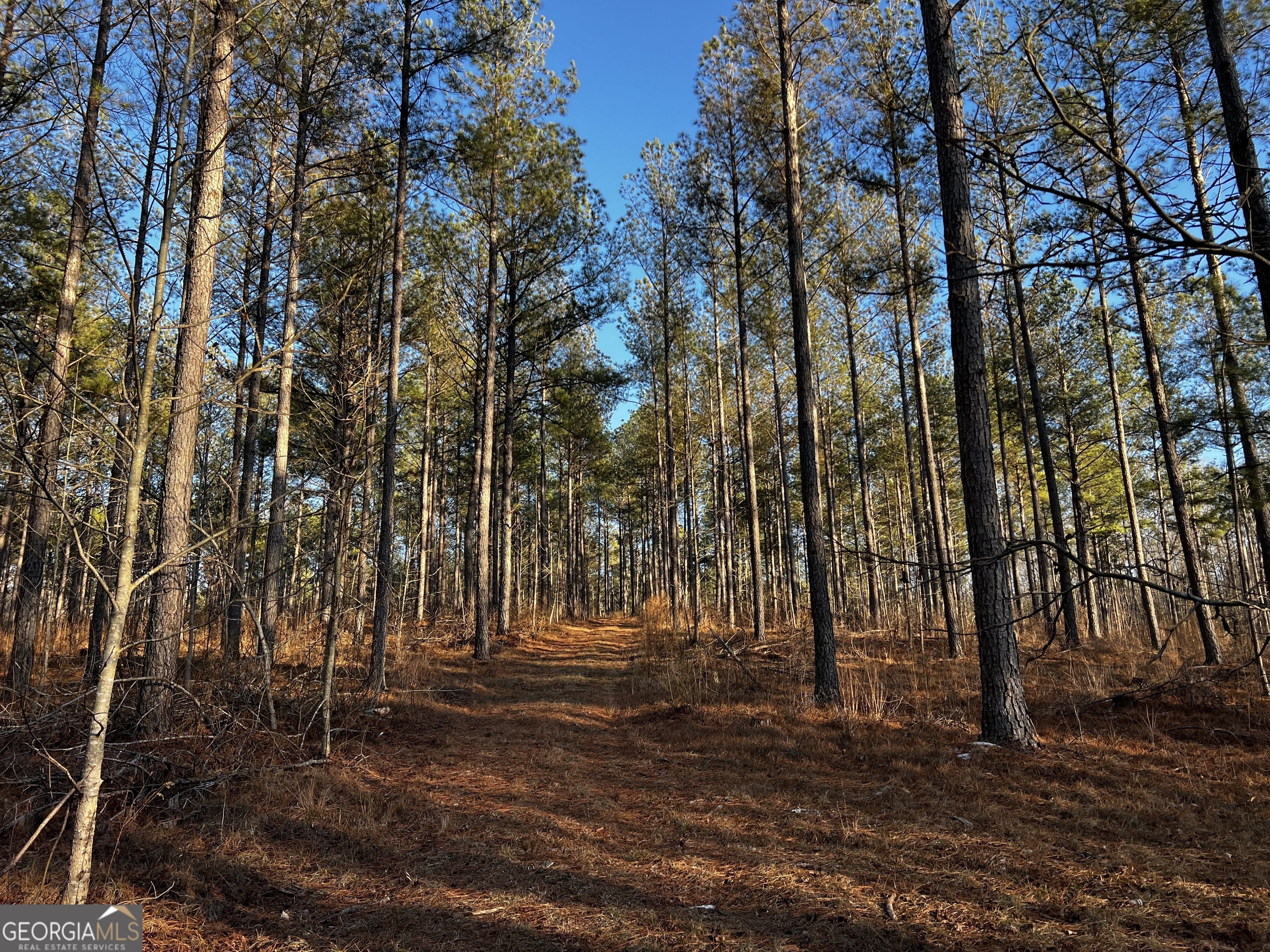 2285 Cherokee Road Comer, GA 30629 - Photo 35 of 61 a view of outdoor space with lots of trees